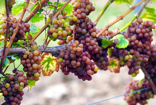 1658202286185084.png image.png