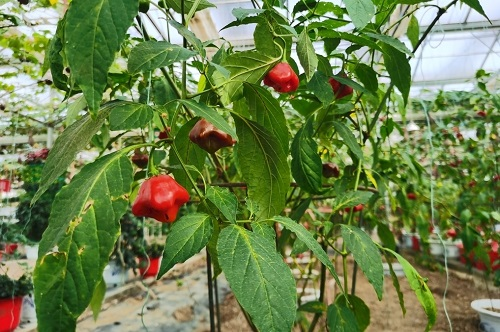 1660704664174283.png image.png