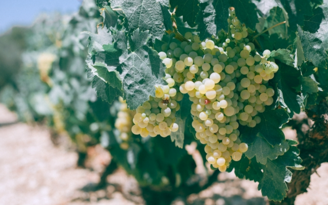 1680075890490874.png 高智能土壤肥料養(yǎng)分檢測儀可有效控制土壤施肥量