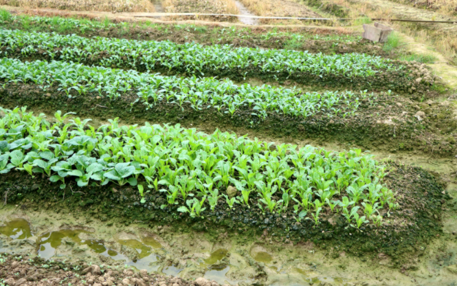 1684726092937617.png 土壤養分速測儀