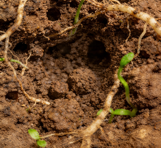 土壤水勢(shì)測(cè)定儀選國(guó)產(chǎn)？萊恩德耐鹽堿陶土頭 + 多探頭長(zhǎng)度可定制